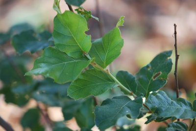 Quercus suber - dub korkový